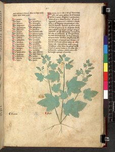 Egerton 747 Tractatus de herbis (Kräuterbuch) ca. 1280-1310 von School Italian