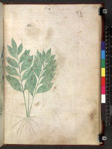 Egerton 747 Tractatus de herbis (Kräuterbuch) ca. 1280-1310