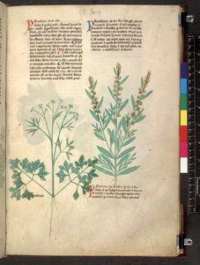 Egerton 747 Tractatus de herbis (Herbal) c.1280-1310 von School Italian