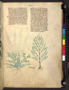 Egerton 747 Tractatus de herbis (Herbal) c.1280-1310 von School Italian