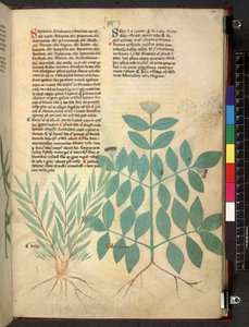 Tractatus de herbis (Kräuterbuch) ca. 1280-1310 von School Italian