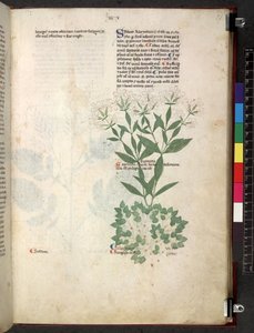 Tractatus de herbis (Kräuterbuch) ca. 1280-1310 von School Italian