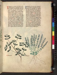 Tractatus de herbis (Kräuterbuch) ca. 1280-1310 von School Italian