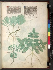 Egerton 747 Tractatus de herbis (Herbal) c.1280-1310 von School Italian