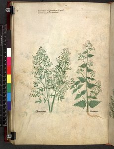 Egerton 747 Tractatus de herbis (Herbal) c.1280-1310 von School Italian