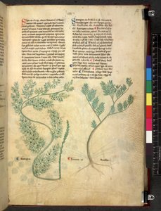 Tractatus de herbis (Kräuterbuch) um 1280-1310 von School Italian