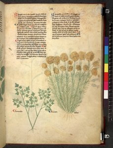 Tractatus de herbis (Kräuterbuch) um 1280-1310 von School Italian