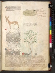 Tractatus de herbis (Kräuterbuch) um 1280-1310