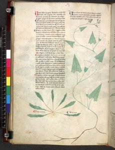 Tractatus de herbis (Kräuterbuch) um 1280-1310 von School Italian