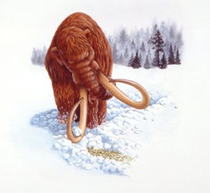 Mammut auf Nahrungssuche im Schnee, Pliozän/Pleistozän