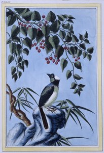 Vogel (japanischer Druck) von Japanese School