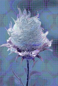 Waldgeißblatt4, 2019 von Scott J. Davis