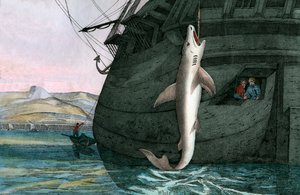 Großer Weißer Hai im Meer gefangen