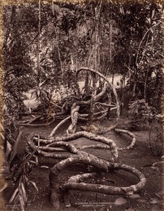 Eine Kletterpflanze in den Peradeniya-Gärten, Ceylon