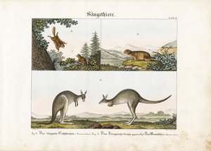 Exotische Säugetiere: Flughörnchen, Känguru und Murmeltier von Senior Meyer