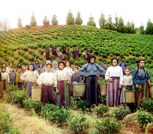 Eine Gruppe junger griechischer Frauen und Kinder bei der Teeernte, Chakva, Russisches Reich, zwischen 1905 und 1915