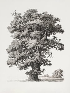 Baumstudien Nach der Natur in Bezug auf Landschaftszeichnung von S.h. Petersen