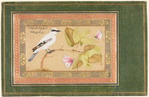 Schwarz-weißer Vogel auf einem Strauch von Shafi Abbasi