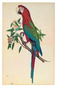 Ein Grünflügelara, ca. 1780 von Shaikh Zain ud Din (fl.1777 83)