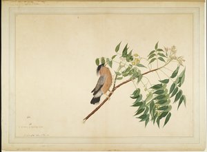 Brahminenstar auf Neembaumzweig, Folio aus einer Serie, die von Lady Impey in Auftrag gegeben wurde, 1780