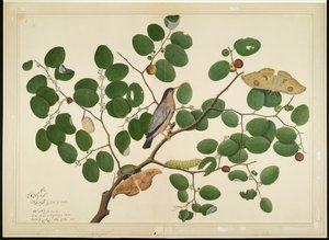 Brahminenstar mit zwei Antheraea-Motten, Raupe und Kokon auf Indischem Jujube-Baum, Folio aus einer Serie im Auftrag von Lady Impey