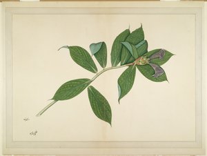 Krepp-Ingwer-Pflanze, Folio aus einer Serie, die von Lady Impey in Auftrag gegeben wurde, ca. 1780