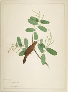 Hwamei auf Terminalia-Zweig, Folio aus einer Serie, die von Lady Impey in Auftrag gegeben wurde, 1780