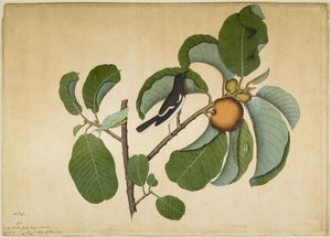 Orientalische Elsterdrossel mit Laubheuschrecke und Blattläufer auf Monkey-Jack-Zweig, Folio aus einer Serie, die von Lady Impey in Auftrag gegeben wurde, 1778