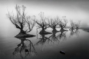 Kahle Bäume im Nebel von Shanrui Ren