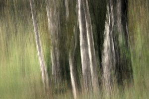 Verschwommene Waldgelassenheit von Sheila Bernard