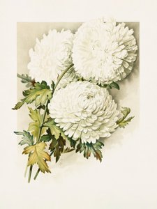 Chrysanthemen für Heiligabend von Sidney Thomas Callowhill