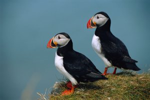 Island, Ingolfshofdi, Paar Atlantik-Puffins auf grasbewachsener Klippe von Sisse Brimberg