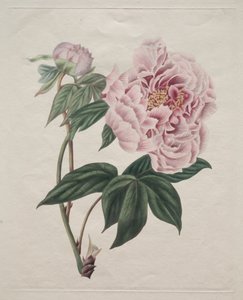 Chinesische Baum-Pfingstrose (Paeonia suffruticosa) von Smith