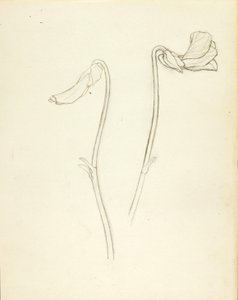 Geschlossene und offene Blume von Solon H. Borglum
