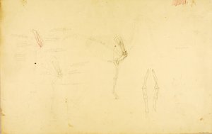 Pferdeanatomie von Solon H. Borglum