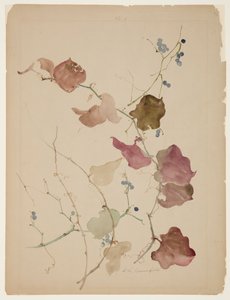 Studie einer Clematis-Rebe mit blauen Beeren von Sophia L. Crownfield