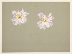 Studie von blassrosa Pfingstrosen von Sophia L. Crownfield