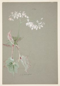 Studie einer rosa Begonie von Sophia L. Crownfield
