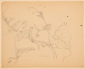 Studie von Kürbisranken von Sophia L. Crownfield