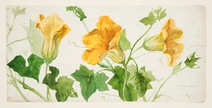Studie von Kürbis- oder Kürbispflanzen von Sophia L. Crownfield