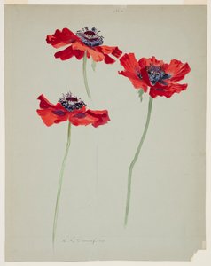 Drei Studien von Mohnblumen von Sophia L. Crownfield