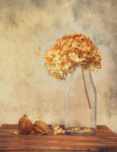 Getrocknete Hortensie Stillleben von Sophie Pan