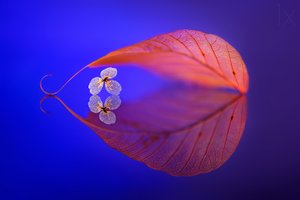 Schwebendes Blatt Reflexion