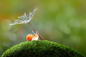 Kleine Schnecke Löwenzahnschirm