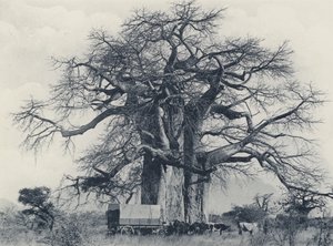 Ein Baobab-Baum