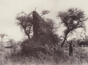 Ein riesiger Ameisenhaufen von South African Photographer