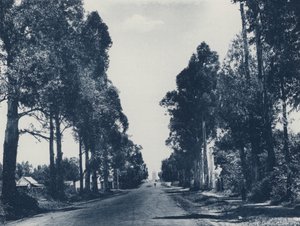 Allee der Blaugummibäume, Pretoria (s/w Foto) von South African Photographer