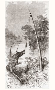 Eine Alligatorfalle am Oyapock- oder Oiapoque-Fluss, der die Grenze zwischen Französisch-Guayana und Brasilien bildet von Spanish School
