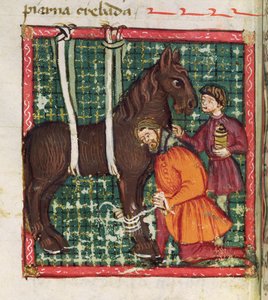 Ms 214 fol.31v Behandlung eines gebrochenen Mittelhandknochens eines Pferdes, aus Libro de Menescalcia y Albeyteria von Juan Alvarez, ca. 1390