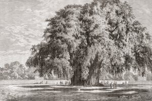 Santa María del Tule, Oaxaca, Mexiko: Der Tule-Baum von Spanish School